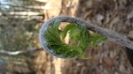 Cinnamon fern