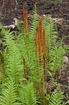 Cinnamon fern
