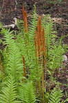 Cinnamon fern