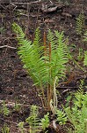 Cinnamon fern