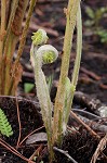 Cinnamon fern