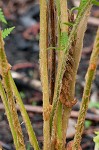 Cinnamon fern