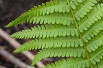 Cinnamon fern