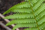 Cinnamon fern