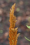 Cinnamon fern