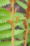 Cinnamon fern