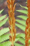 Cinnamon fern