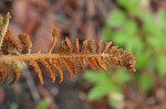 Cinnamon fern