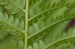 Cinnamon fern