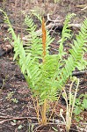 Cinnamon fern