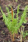 Cinnamon fern