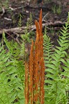 Cinnamon fern