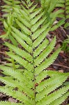 Cinnamon fern