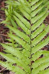 Cinnamon fern