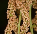 Royal fern
