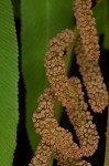 Royal fern