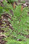 Royal fern