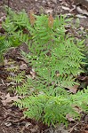 Royal fern