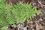 Royal fern