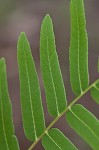 Royal fern