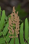 Royal fern