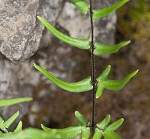 Purple cliffbrake,<BR>Purple-stemmed cliff brake,<BR>Purple cliff brake,<BR>Hairy cliff-brake