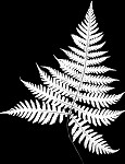 Broad beech fern,<BR>Southern beech fern