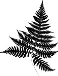 Broad beech fern,<BR>Southern beech fern