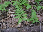 Broad beech fern,<BR>Southern beech fern