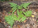 Broad beech fern,<BR>Southern beech fern