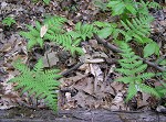 Broad beech fern,<BR>Southern beech fern