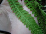 Broad beech fern,<BR>Southern beech fern