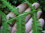 Broad beech fern,<BR>Southern beech fern