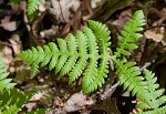 Broad beech fern,<BR>Southern beech fern