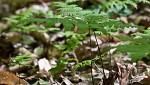 Broad beech fern,<BR>Southern beech fern