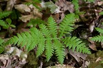 Broad beech fern,<BR>Southern beech fern