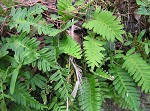 Resurrection fern,<BR>Gray polypody