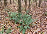 Christmas fern