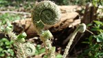 Christmas fern