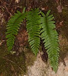 Christmas fern