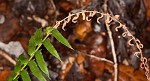 Christmas fern