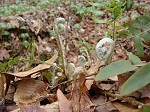 Christmas fern