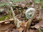 Christmas fern