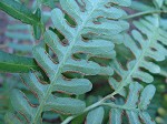 Bracken fern