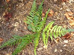 Bracken fern