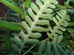 Bracken fern