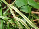 Spider brake,<BR>Spider fern,<BR>Chinese brake