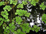 Water spangles,<BR>Floating fern,<BR>Salvinia