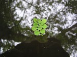 Water spangles,<BR>Floating fern,<BR>Salvinia