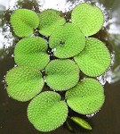Water spangles,<BR>Floating fern,<BR>Salvinia